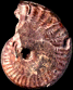Pseudolioceras (Pseudolioceras) compactile