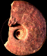 Pseudolillia murvillensis