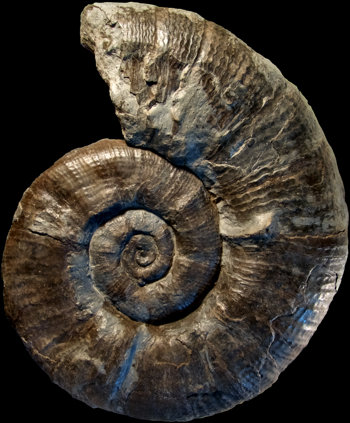Ammonites et aliae spirae II - Lytoceras cornucopia