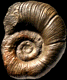 Alocolytoceras germaini