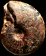 Cymaclymenia subvexa
