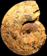 Beloceras petterae