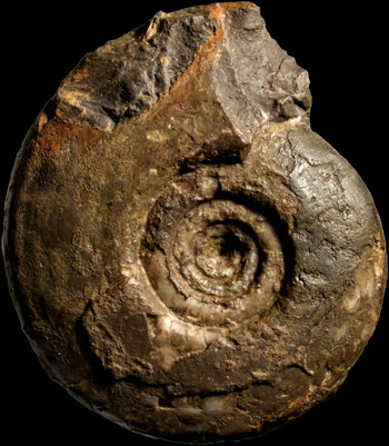 Ammonites et aliae spirae II - Lunupharciceras sp.
