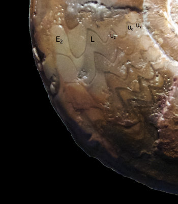 Ammonites et aliae spirae II - Lunupharciceras sp.