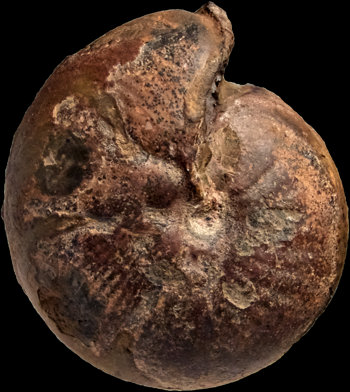Ammonites et aliae spirae II - Mimimitoceras comtum