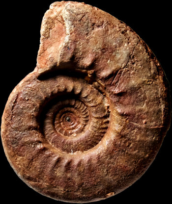 Ammonites et aliae spirae II - Platyclymenia ibnsinai