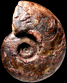? Agoniatitinae gen. sp.