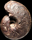 Manticoceras gr. latisellatum