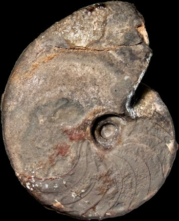 Ammonites et aliae spirae II - Fidelites occultus
