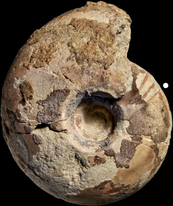 Ammonites et aliae spirae II - Subanarcestes sphaeroides