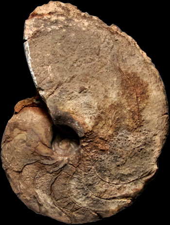 Ammonites et aliae spirae II - Fidelites clariondi