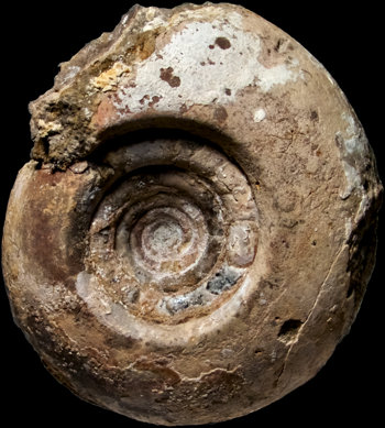 Ammonites et aliae spirae II - Cabrieroceras crispiforme