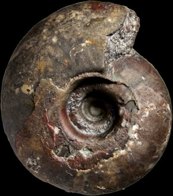 Ammonites et aliae spirae II - Subanarcestes marhoumensis