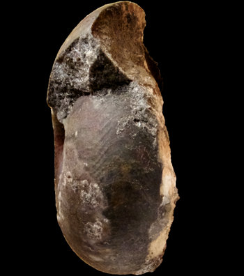 Ammonites et aliae spirae II - Subanarcestes marhoumensis