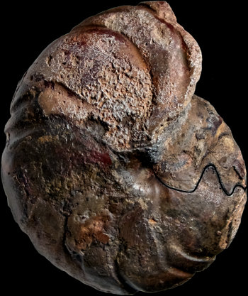 Ammonites et aliae spirae II - Erfoudites rherisensis
