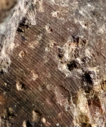 Ammonites et aliae spirae II - Erfoudites rherisensis