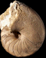 Pictonautilus clavifer