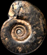 Costaclymenia ornata