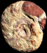 Sellanarcestes cf. neglectus