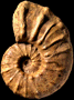Pseudaspidoceras madagascariensis