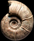 Puzosia (Anapuzosia) saintoursi