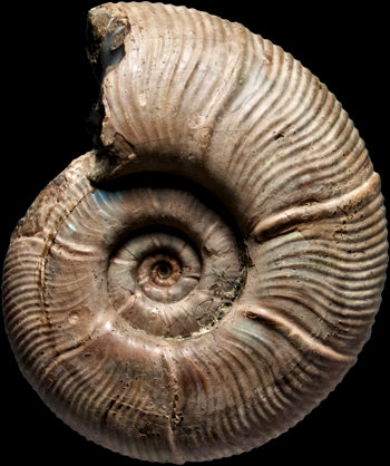 Ammonites et aliae spirae II - Puzosia (Anapuzosia) saintoursi