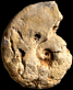 Lissoceras erato (M)