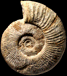 Subdiscosphinctes sp. (M)