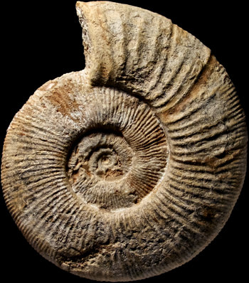 Ammonites et aliae spirae II - Subdiscosphinctes sp.