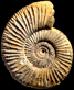 Perisphinctes (Dichotomoceras) rotoides (m)