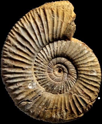 Ammonites et aliae spirae II - Perisphinctes (Dichotomoceras) rotoides