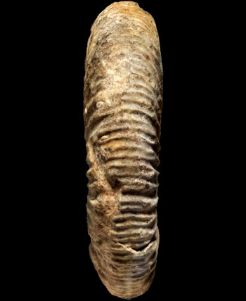 Ammonites et aliae spirae II - Perisphinctes (Dichotomoceras) rotoides
