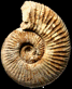 Perisphinctes (Dichotomoceras) grossouvrei (m)