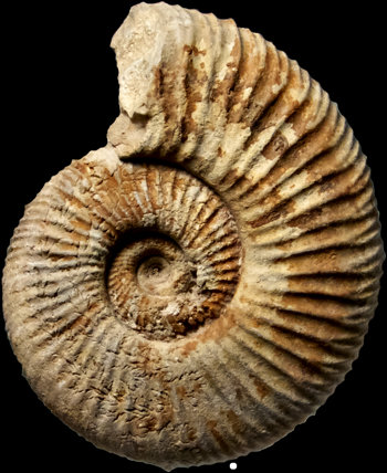 Ammonites et aliae spirae II - Perisphinctes (Dichotomoceras) grossouvrei