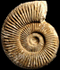 Perisphinctes (Dichotomoceras) stenocycloides (m)