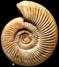 Parkinsonia (Parkinsonia) parkinsoni (m)