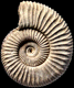 Perisphinctes (Dichotomoceras) bifurcatus (m)