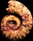 Euaspidoceras beraketensis (M)
