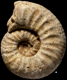 Euaspidoceras frickense (m)