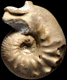 Sutneria platynota (m)