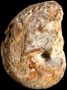 Pseudaganides aganiticus