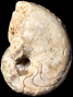 Pseudaganides aganiticus