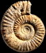 Microbiplices (?) prowitteanus (m)
