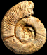 Sequeirosia trichoploca (m)