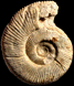 Subdiscosphinctes (?) aeneas var. plana (m)