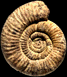 Graefenbergites arancensis (m)
