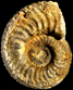 Gregoryceras riaziformis