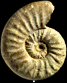 Euaspidoceras bukowskii (m)