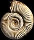 Perisphinctes (Dichotomoceras) umbilicatus patho.