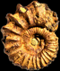 Peltoceras sp. (M)
